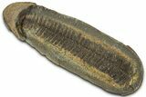 Fossil Fern (Pecopteris) Nodule Pos/Neg - Mazon Creek #325885-1